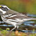 Black-throated Gray Warbler